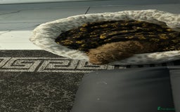 Cavapoo dogs for sale: F1 Cavapoo Puppy (9 weeks old male) - Image 2