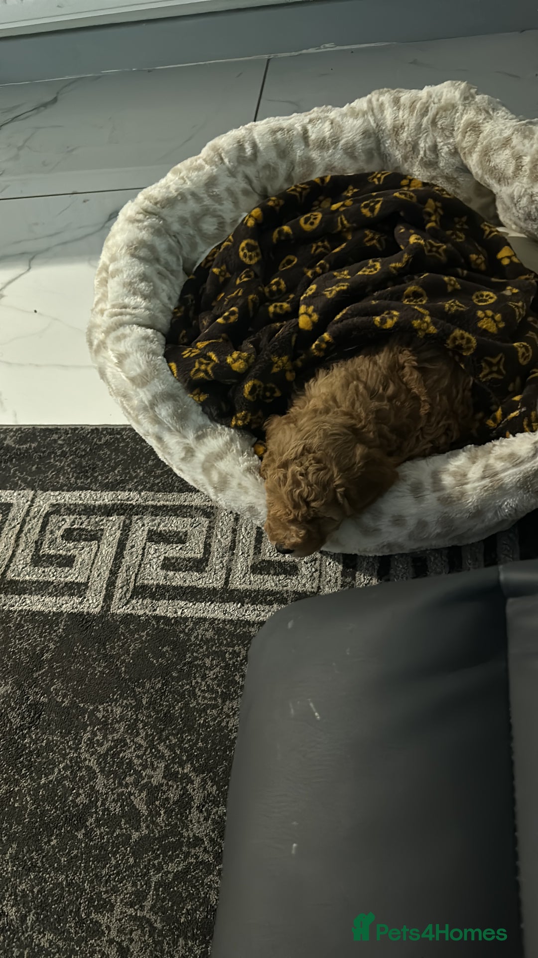 Cavapoo dogs for sale: F1 Cavapoo Puppy (9 weeks old male) - Image 2