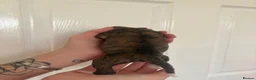 Mixed Breed dogs for sale: Whippet cross puppies  - Advert 11