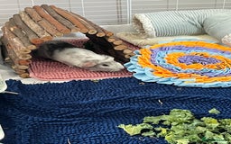 Guinea Pig rodents for sale: Indoor cage with two male Guinea Pigs - Image 6