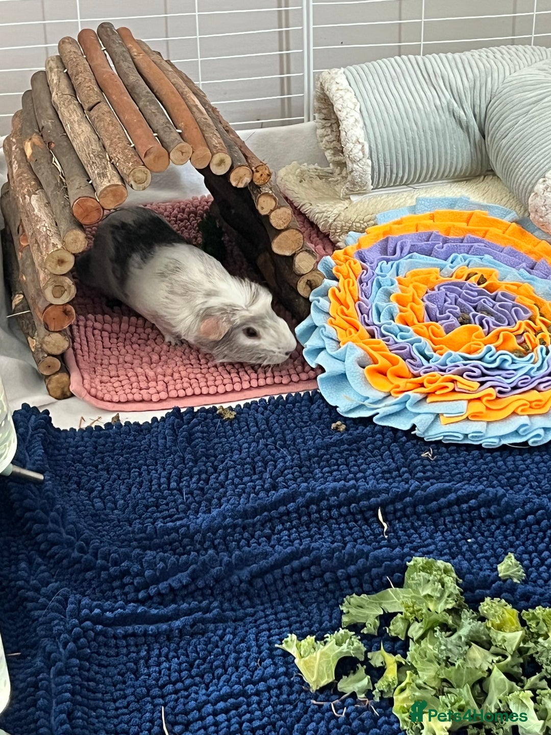 Guinea Pig rodents for sale: Indoor cage with two male Guinea Pigs - Image 6