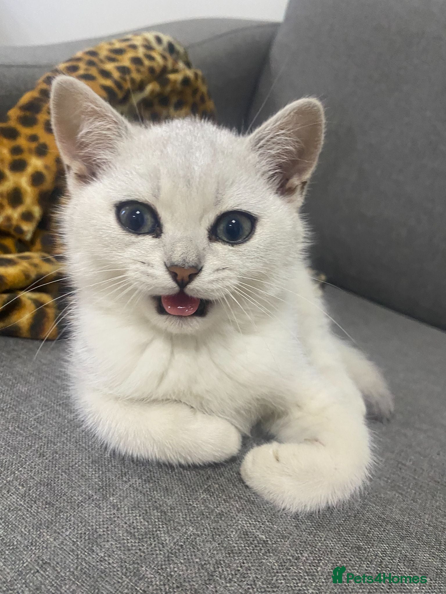 British Shorthair cats British Shorthair Golden & Silver Kittens  - Advert 1