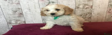 Mixed Breed 1 Cockalierpoo