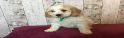 Mixed Breed dogs for sale: Adorable fluffball Cockalierpoo pups - Advert 7