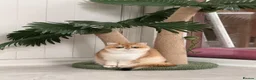 British Shorthair cats for sale: Golden shaded British Shorthair kittens Teddies  - Advert 4