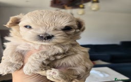 Maltipoo dogs for sale: 🐾 🐾3 Beautiful Maltipoo Girls Available! 🐾 - Image 20