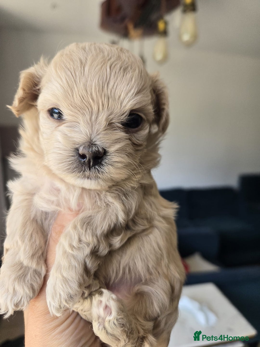 Maltipoo dogs for sale: 🐾 🐾3 Beautiful Maltipoo Girls Available! 🐾 - Image 20