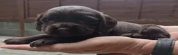 Cocker Spaniel dogs for sale: 1 DOCKED, KC REG. COCKER BOY READY TO LEAVE NOW!! - Advert 12