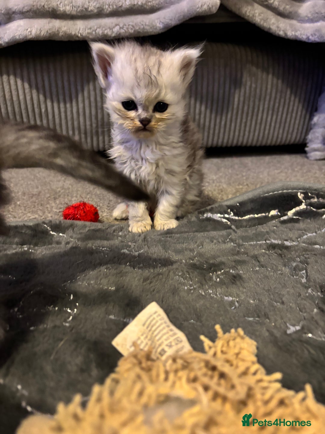 Maine Coon cats for sale: Maincoon / Persian babies looking for laps  - Advert 27