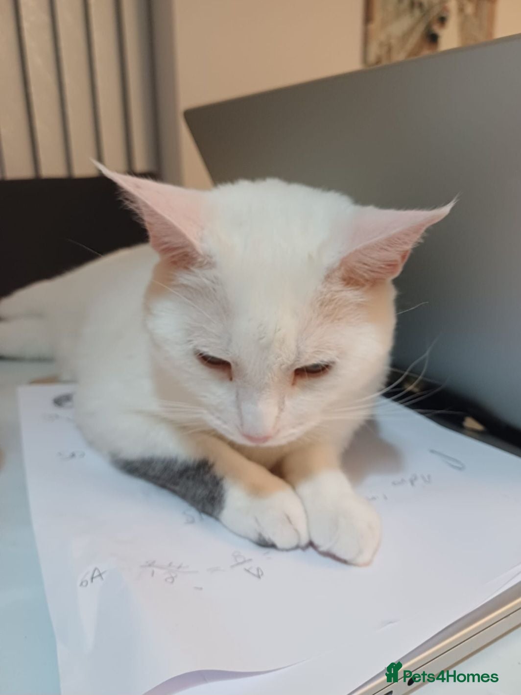 Domestic Shorthair cats Very gentle beautiful Cat - Advert 1