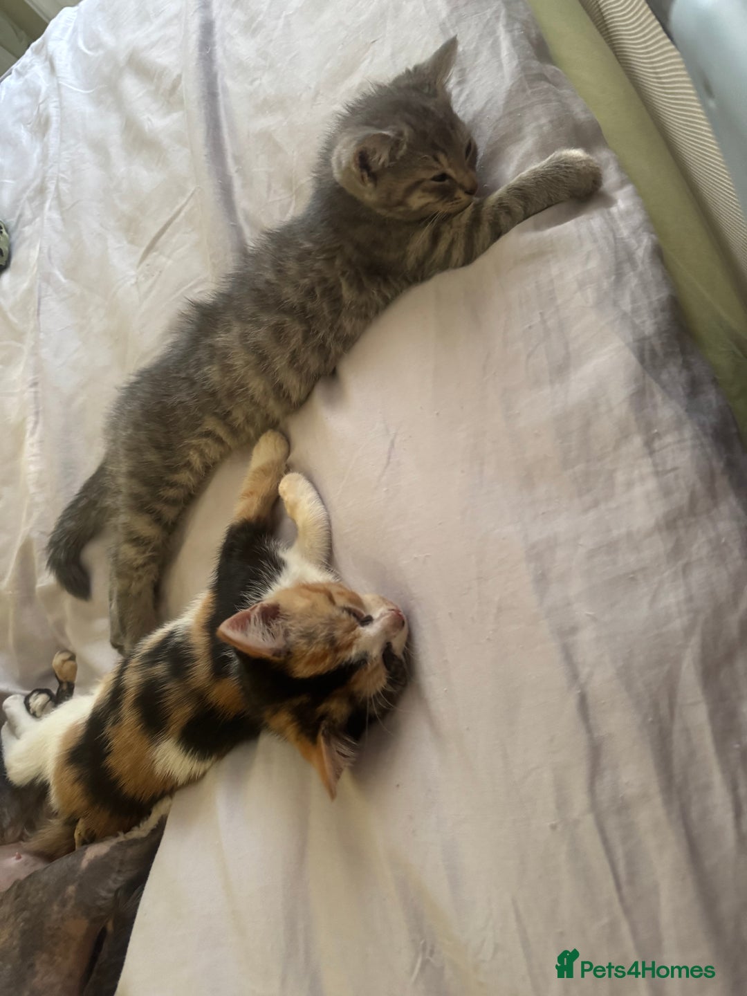 Mixed Breed cats for sale: Two kittens looking for forever home - Image 8