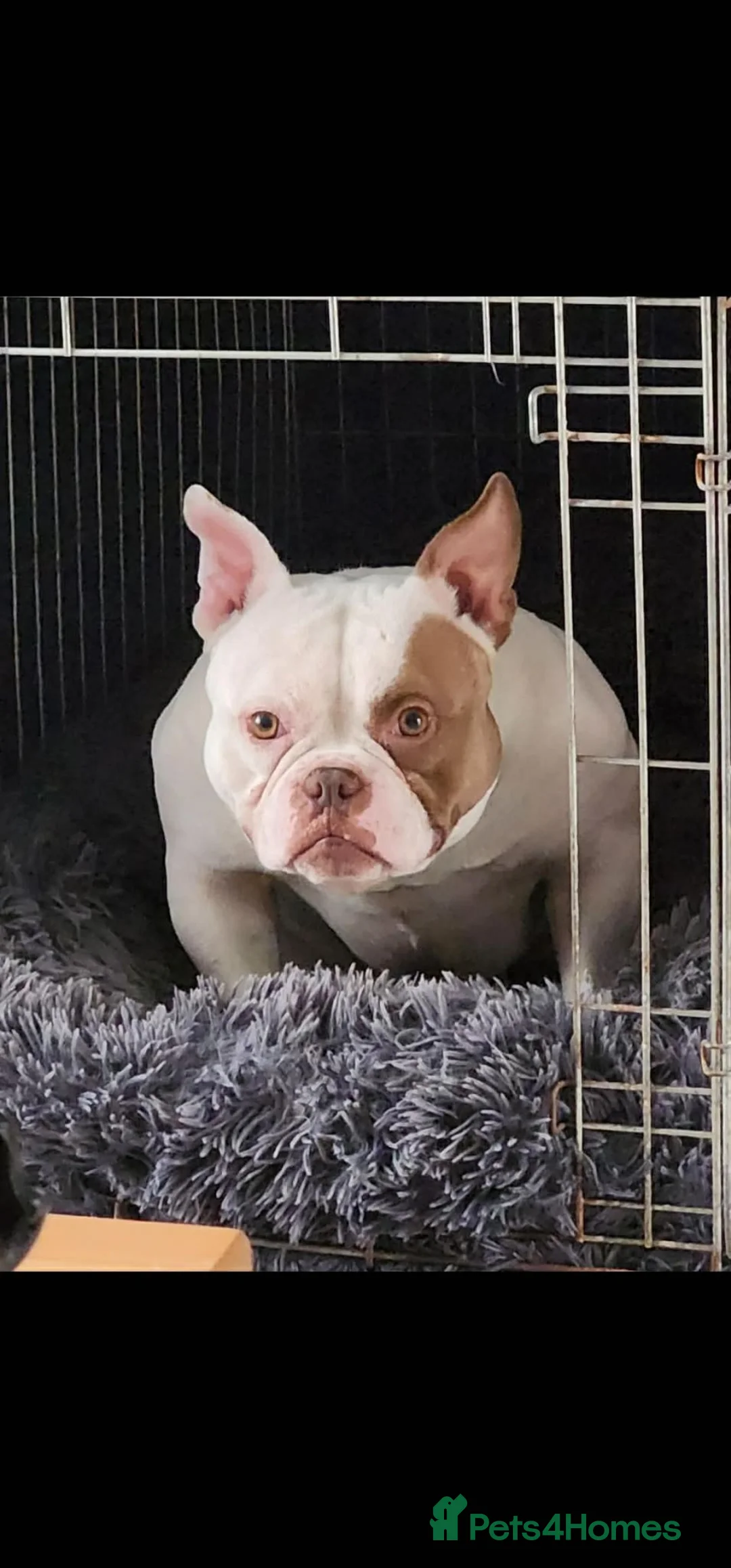 American Bully dogs for sale: Pocket bully male in Preston - Advert 3