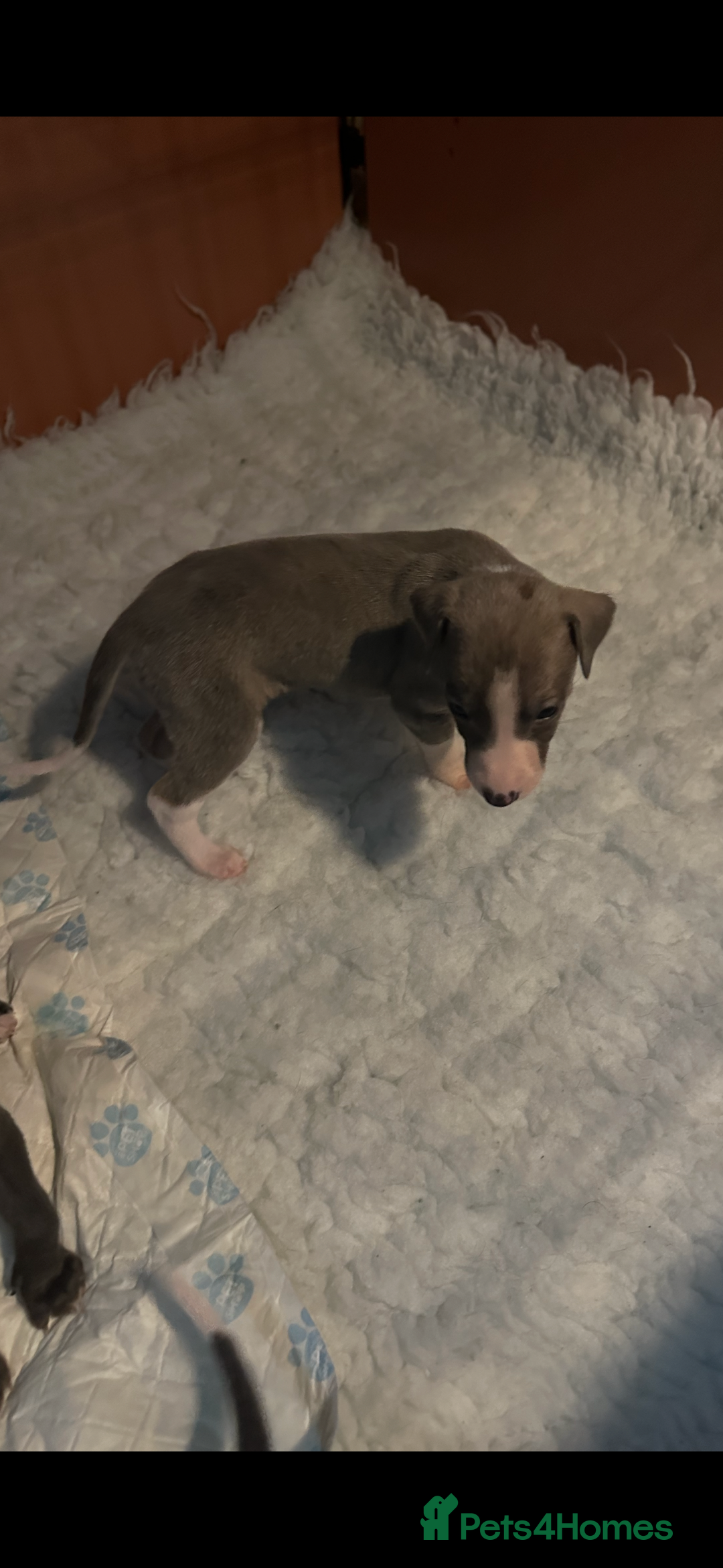 Mixed Breed dogs for sale: Whippet x Italian Greyhound Pups - Advert 16
