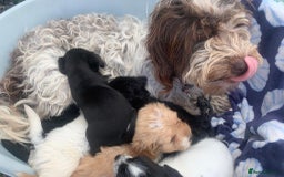 Cockapoo dogs for sale: Cockerpoo puppies ready to leave  - Image 8