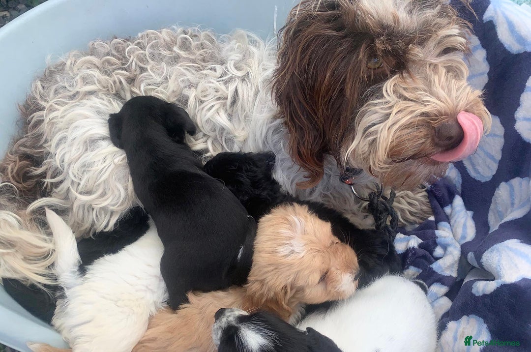 Cockapoo dogs for sale: Cockerpoo puppies ready to leave  - Image 8