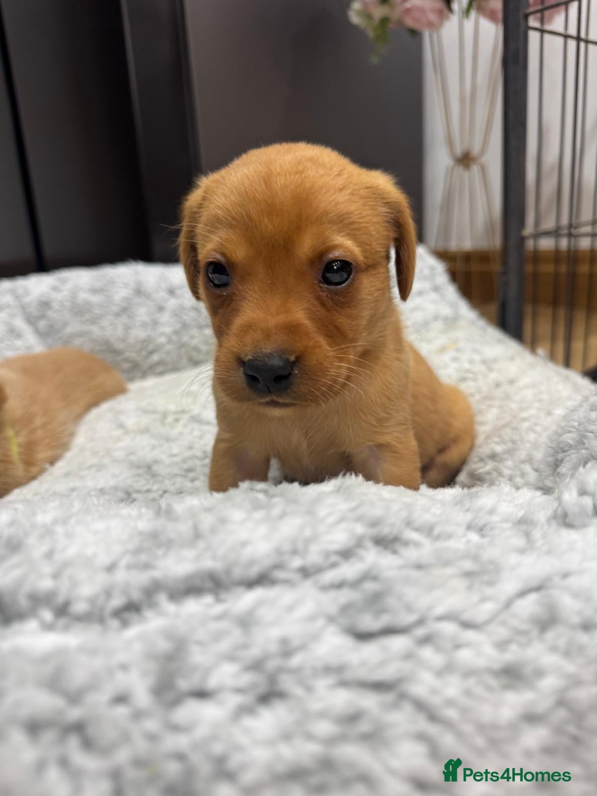 Labrador Retriever dogs KC Labrador Puppies  - Advert 1