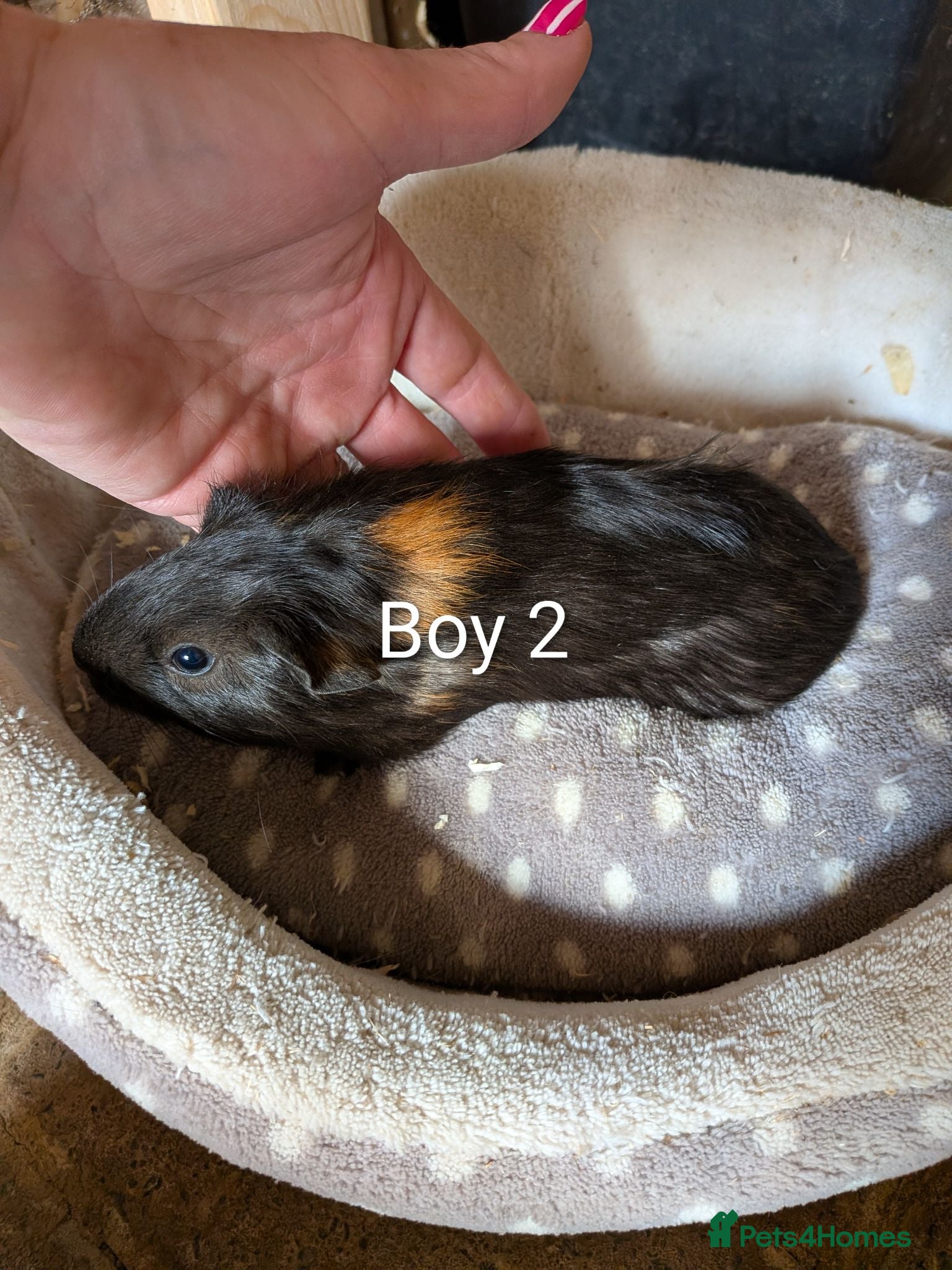 Guinea Pig rodents 1 baby girl guinea pig and 4 boys  - Advert 18