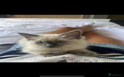 Ragdoll cats for sale: Bluepoint Ragdoll Female 🐱 - Image 6