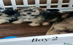 Shorkie dogs for sale: Shorkie pups ready now - Image 12