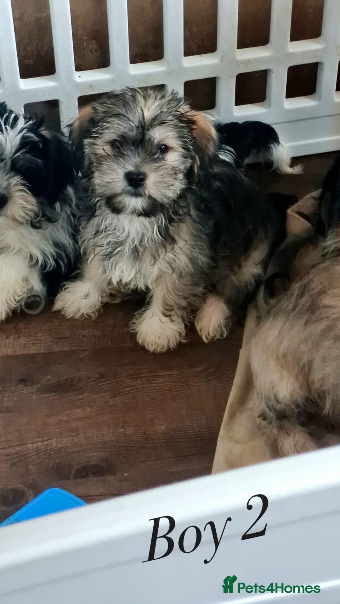 Shorkie dogs for sale: Shorkie pups ready now - Image 12