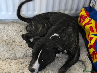 Staffordshire Bull Terrier dogs in Aylesford - Advert 31