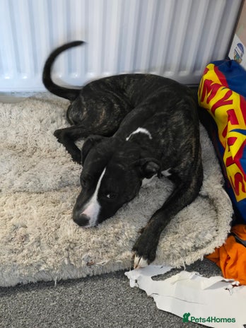 Staffordshire Bull Terrier dogs in Aylesford - Advert 15