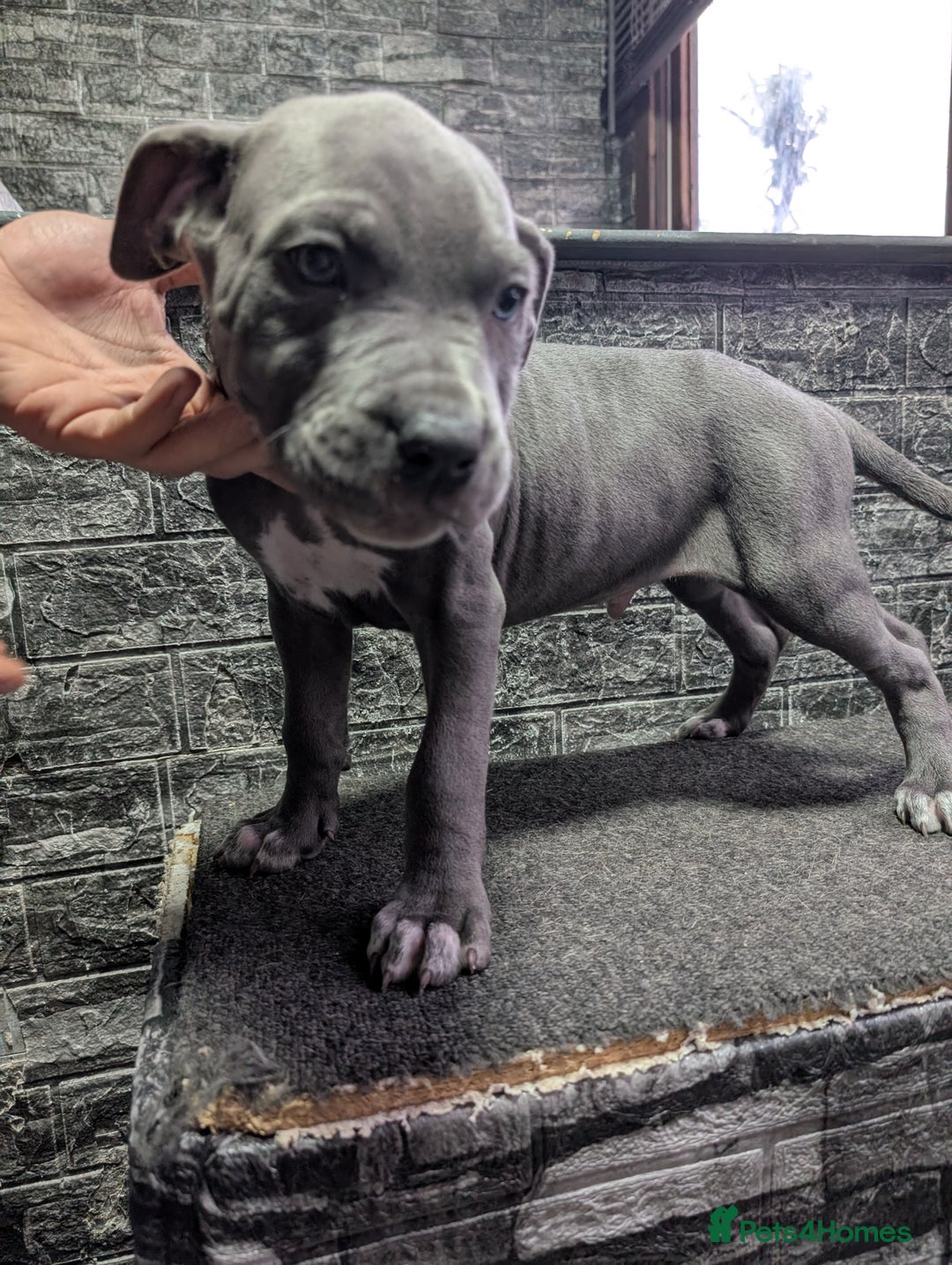 Cane Corso dogs for sale: Cane corso puppies  - Advert 35