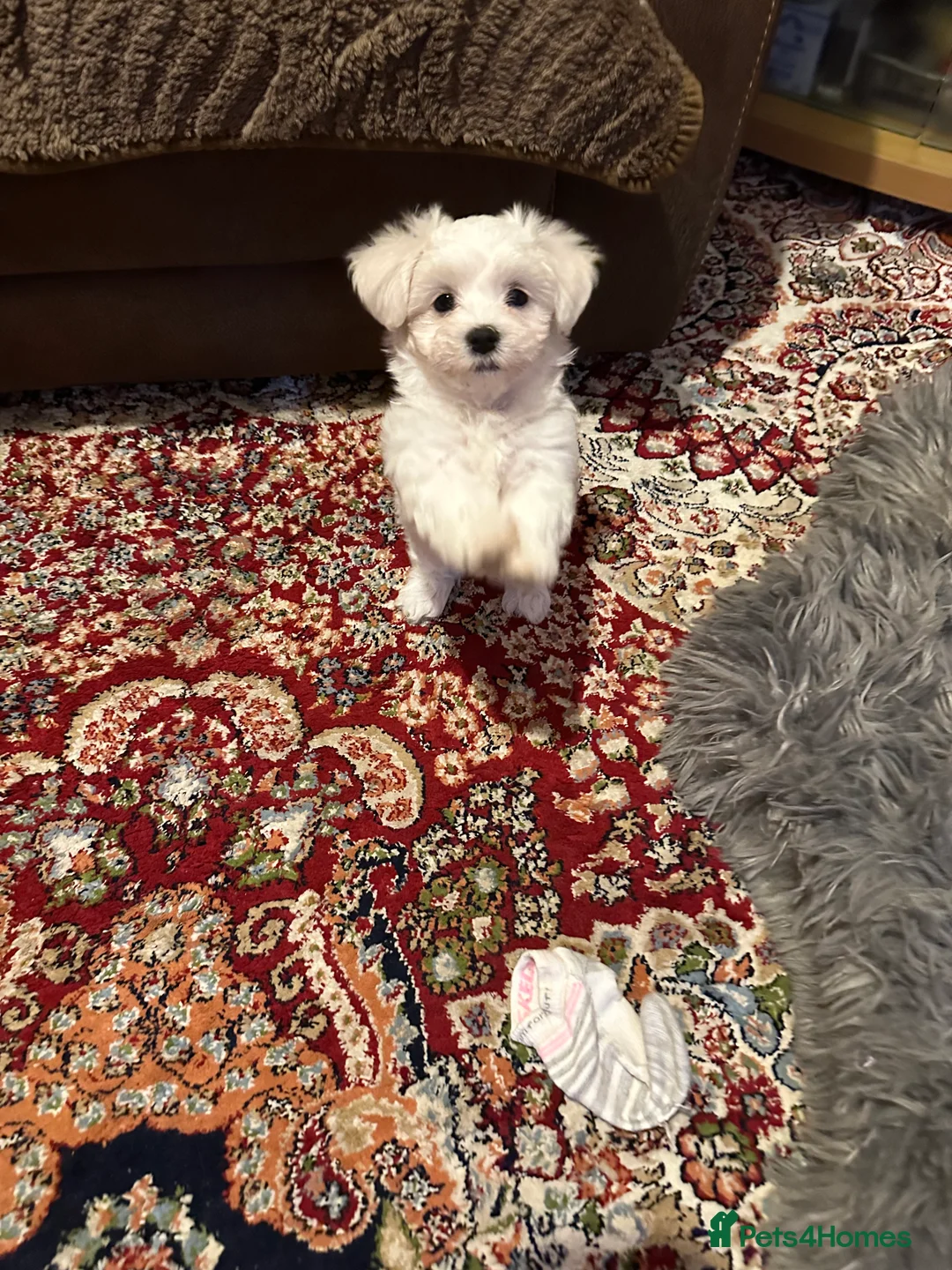 Maltese dogs for sale: Bichon Maltese  in London - Advert 4
