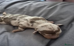 Mixed Breed dogs for sale: miniature dachshunds  - Image 5
