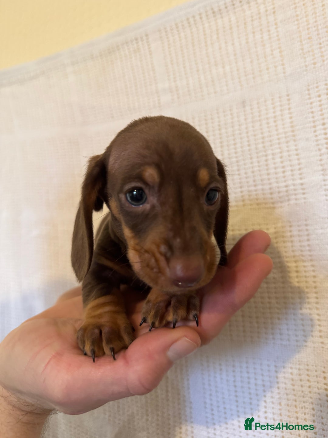 Miniature Dachshund dogs for sale: KC registered miniature dachshunds  - Advert 3