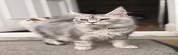 Maine Coon cats for sale: Beautiful female sliver tabby mainecoone kitten! - Advert 3