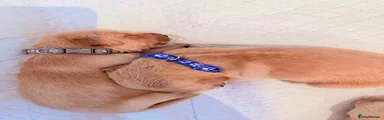 Golden Retriever 3
