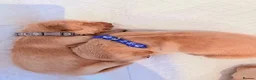 Golden Retriever dogs for sale: Golden retriever puppies  - Advert 20