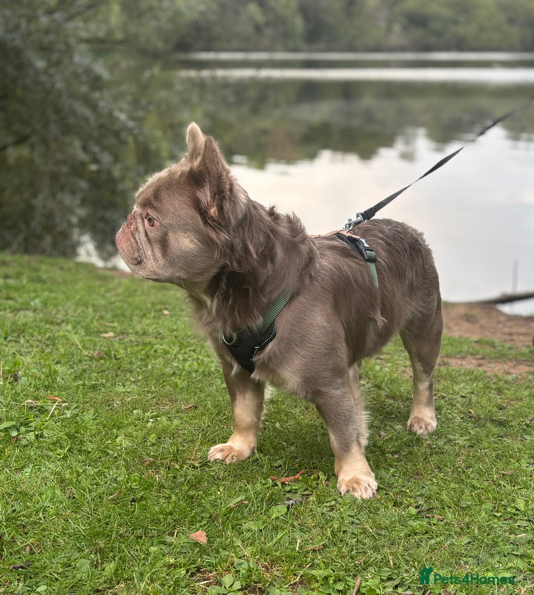 French Bulldog dogs for sale: Male fluffy french bulldog - Image 4