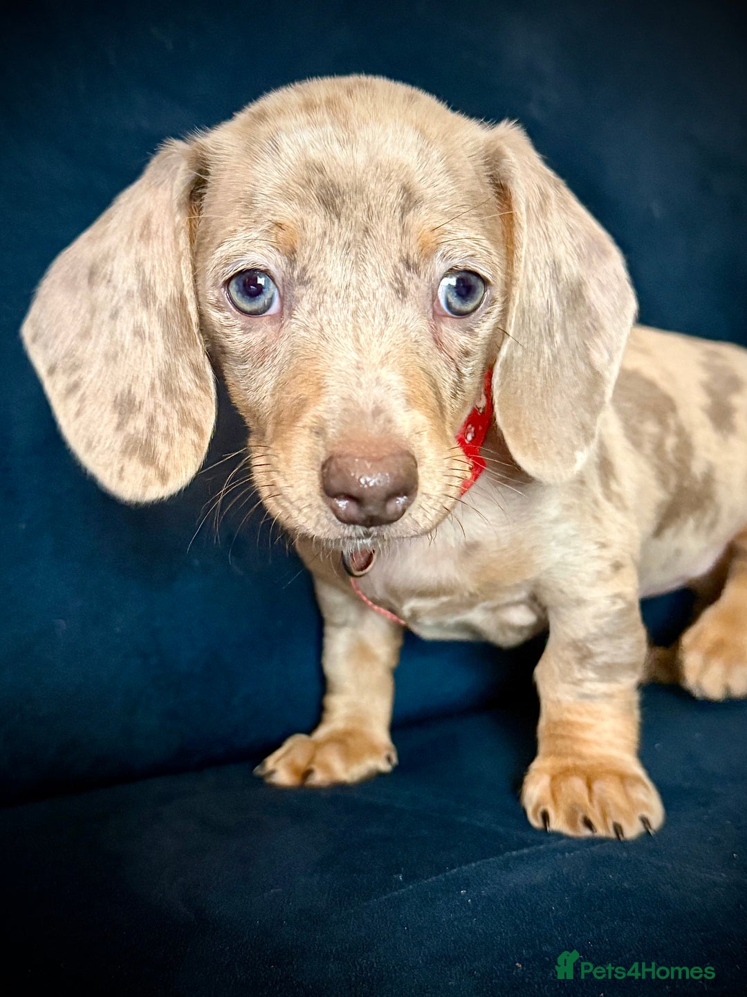 Miniature Dachshund dogs for sale: KC registered miniature Dachshund puppies  - Advert 4