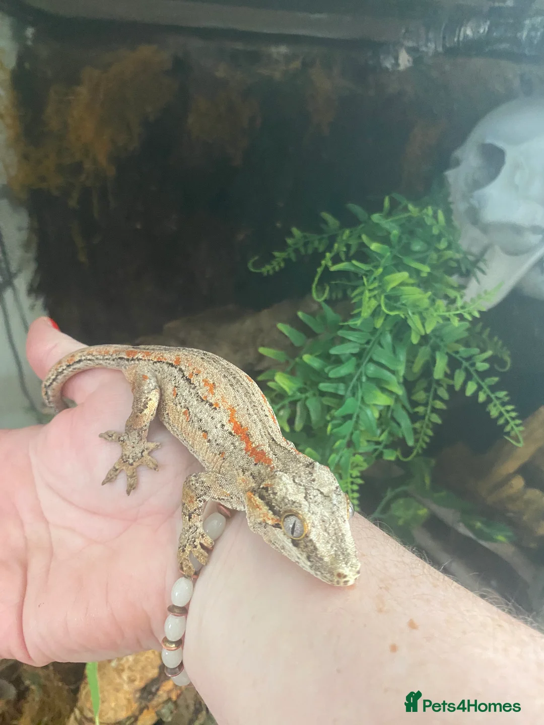 Gecko reptiles for sale: Female gargoyle gecko with enclosure  - Advert 2