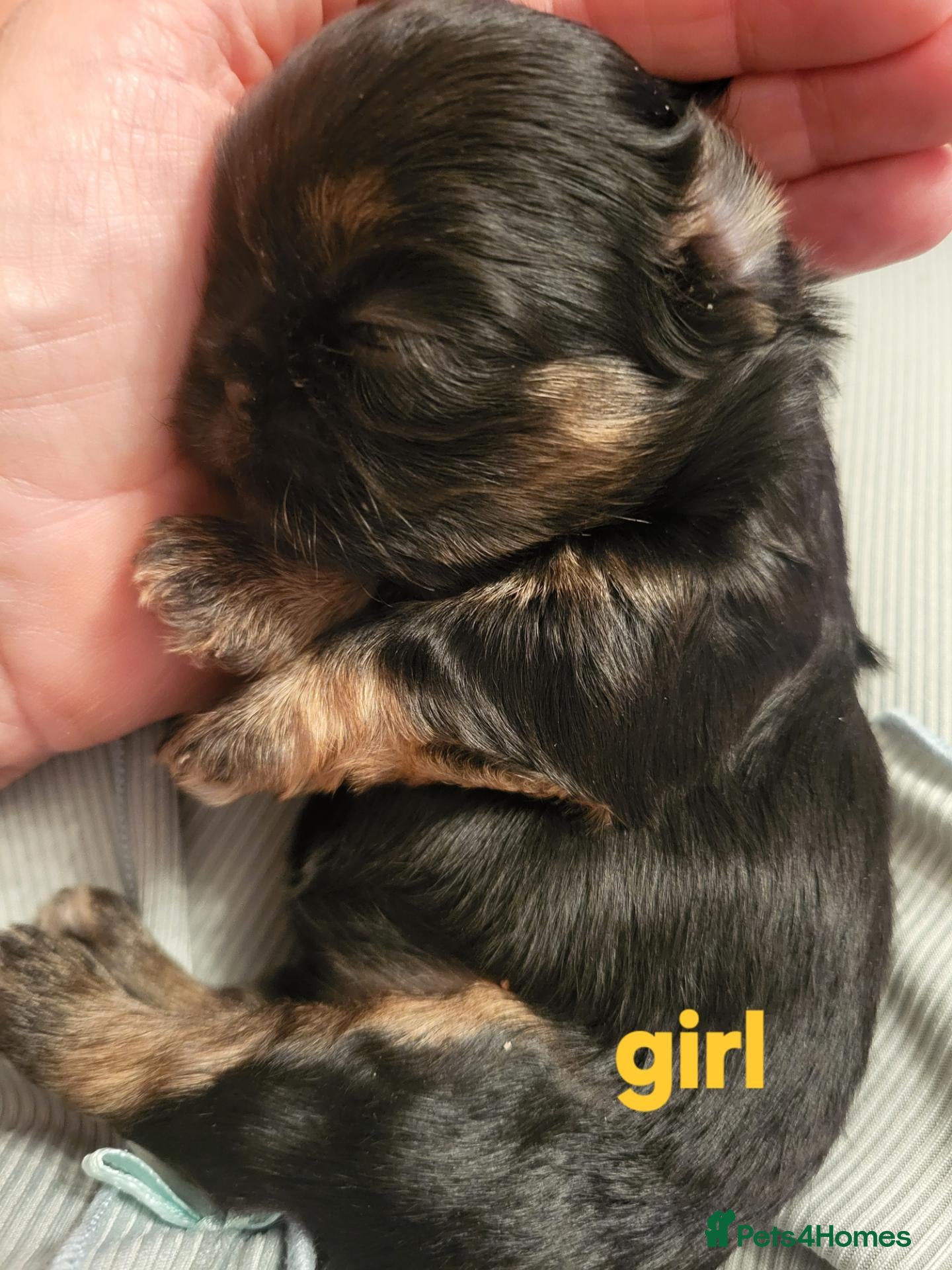 Shih Tzu dogs Quality dobie kc Imperial shih tzu  - Advert 2