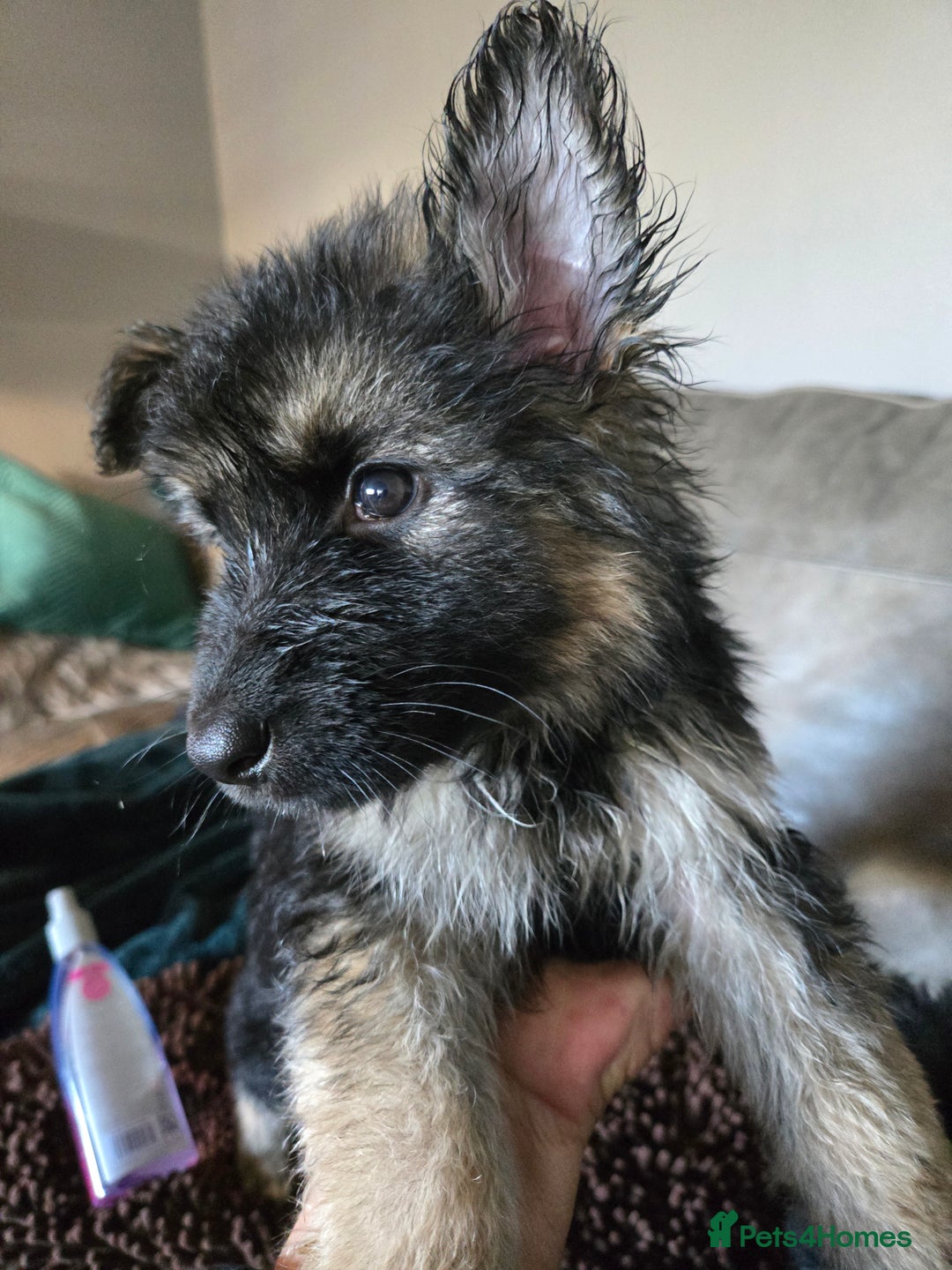 German Shepherd dogs for sale: German shepherd pups 3 boys 1 girl - Advert 5