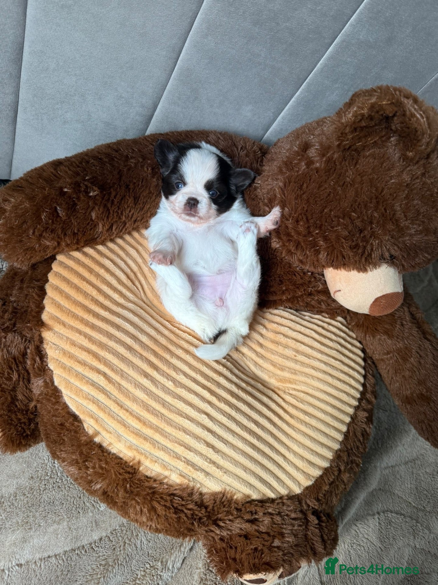 Chihuahua dogs for sale: Very rare chocolate parti girl unreal eyes 💎🍫 - Advert 11