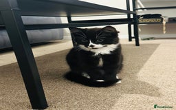Mixed Breed cats for sale: Button - Image 4