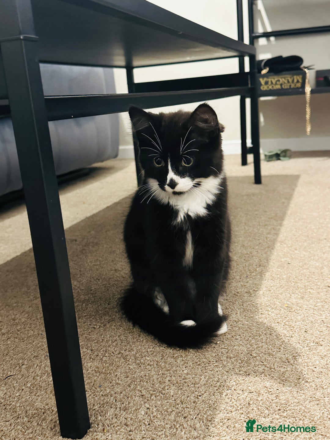 Mixed Breed cats for sale: Button - Image 4