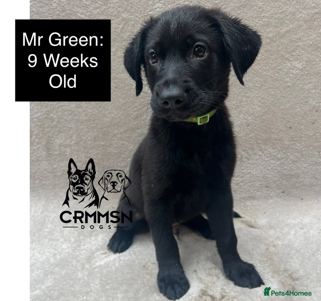 Mixed Breed dogs for sale: Uniquely Outstanding Czech GSD X Labrador Puppies  - Image 9