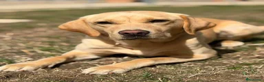 Tala