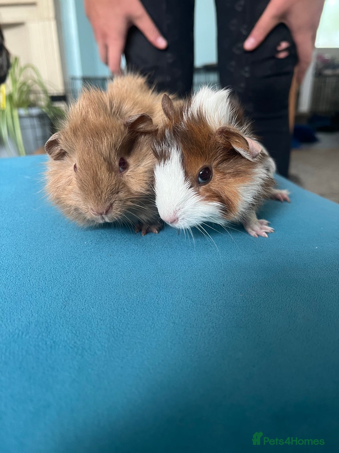 Guinea Pig rodents for sale: 2 male long haired guinea pigs - Image 1