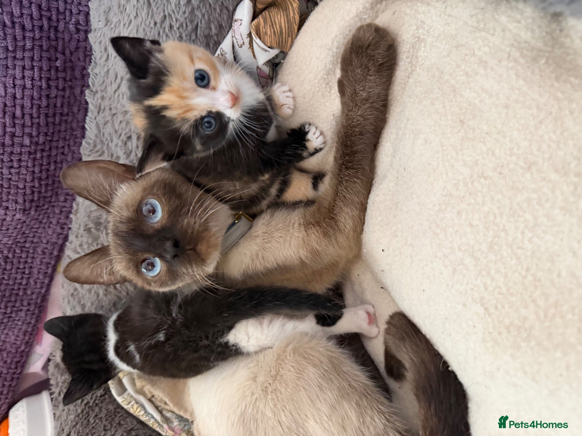 Siamese cats Siamese Mum Ragdoll±Bengal Dad Blue eyed kittens - Advert 2