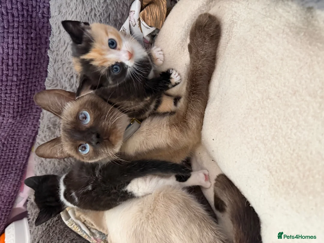 Siamese cats for sale: Siamese Mum Ragdoll±Bengal Dad Blue eyed kittens - Advert 1