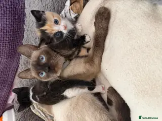Siamese cats Siamese Mum Ragdoll±Bengal Dad Blue eyed kittens - Advert 1