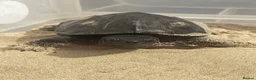 Turtle reptiles for sale: Japanese Pond Turtle in London - Advert 3
