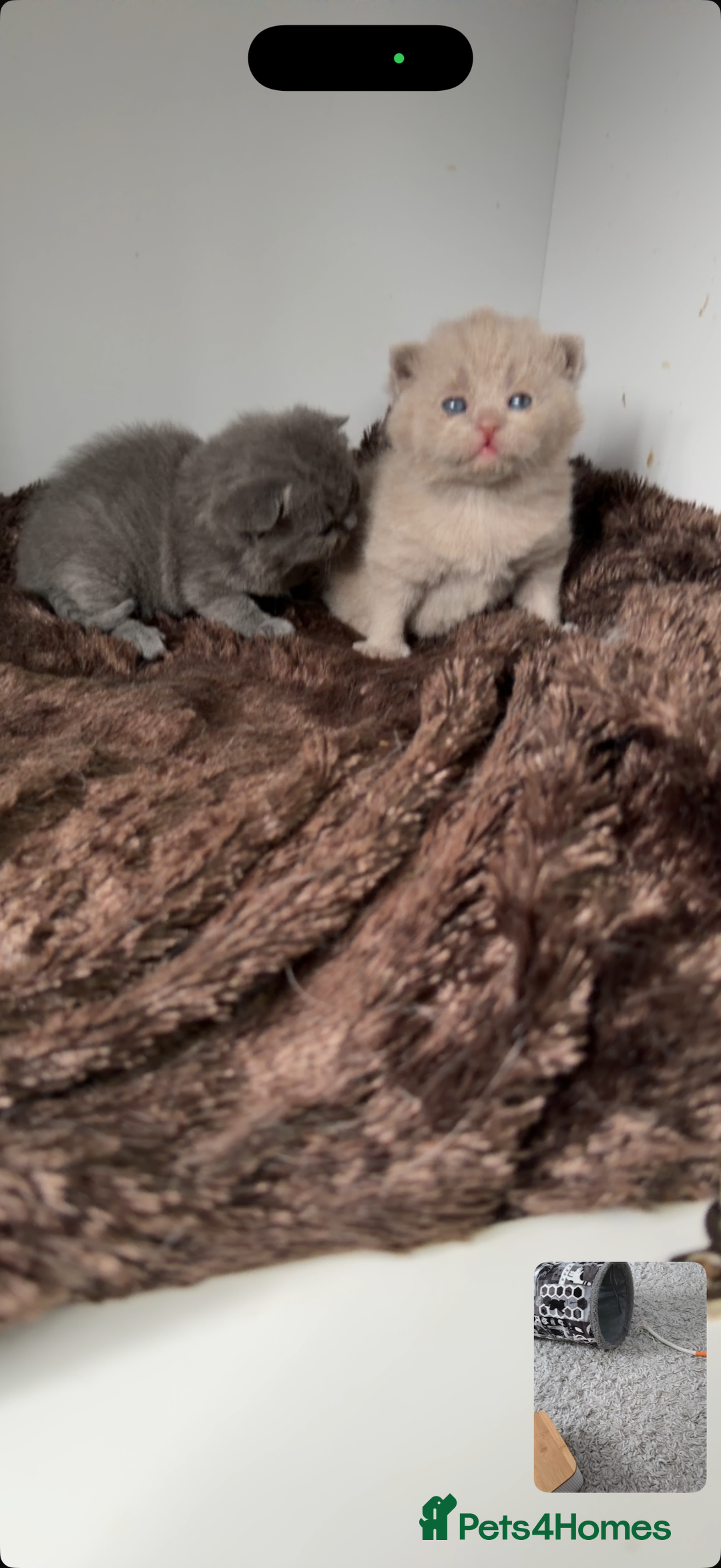 British Shorthair cats for sale: British short hair kittens  - Advert 19