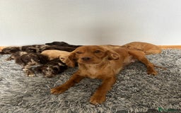 Cocker Spaniel dogs for sale: Cocker spaniel puppies - Image 6